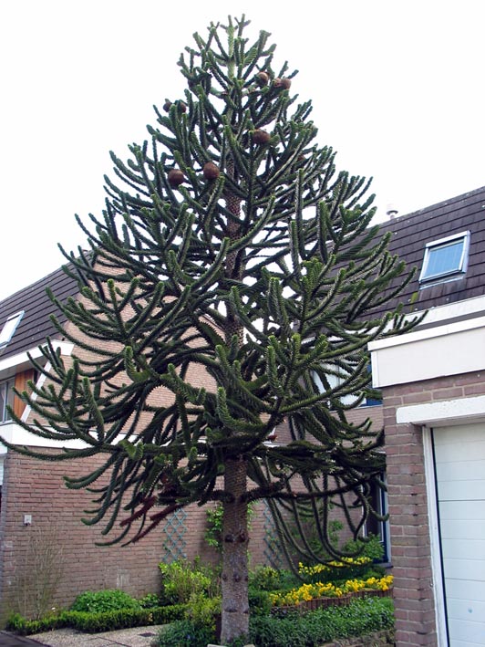 my grandparents monkey puzzle tree, 80+ ft. they are selling the place, im  going to miss it : r/matureplants