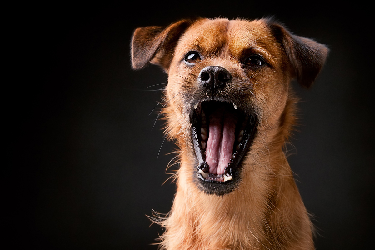 Læne ubemandede at donere Excessive Dog Barking: Tips & Advice | Australian Dog Lover