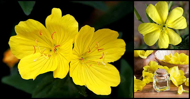 Beauty Benefits of Evening Primrose Oil Beauty Benefits of Evening Primrose Oil