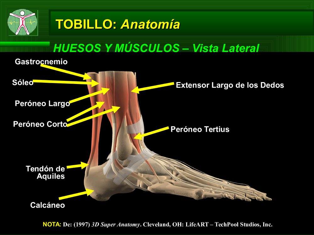 Asesoría Regional de Educación Física : Ligamento en el Tobillo
