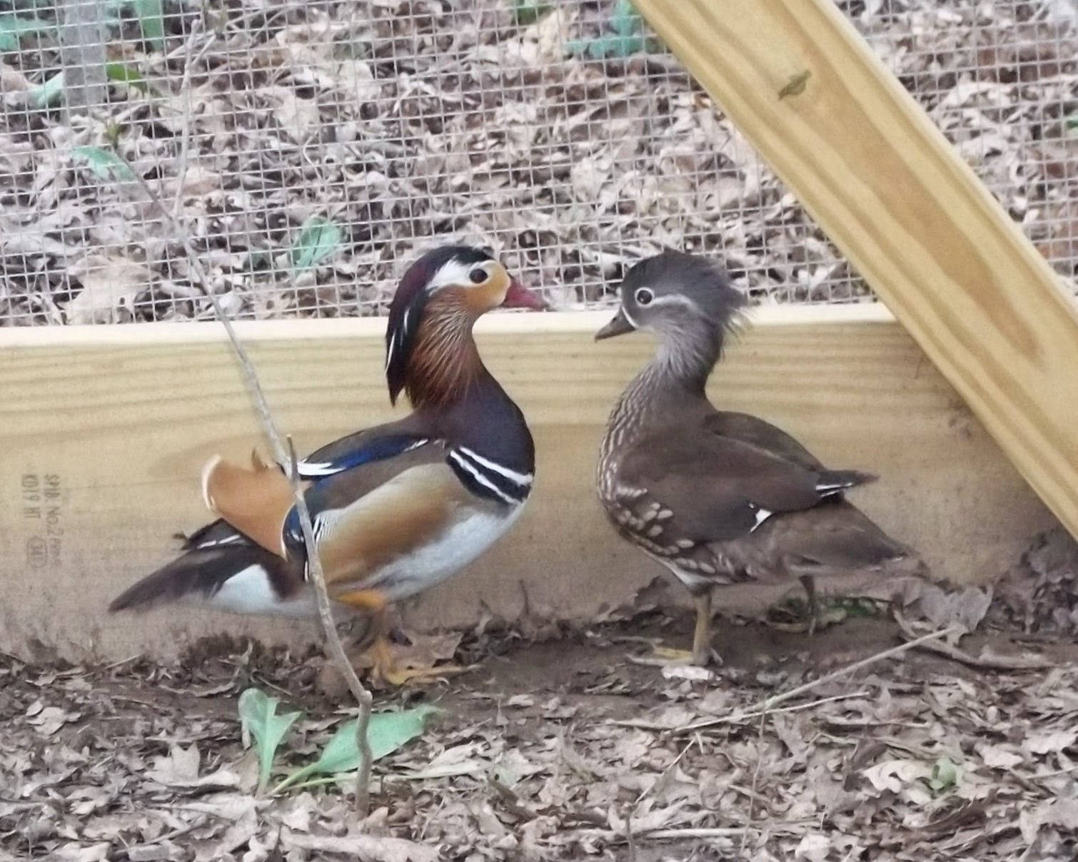 Hannah Loves Birds My Mandarin Ducks