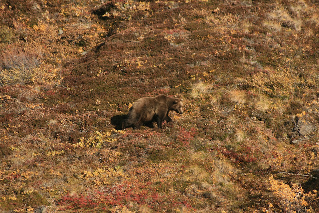 DENALI NATIONAL PARK(II) - LA ULTIMA FRONTERA. CRONICAS DE ALASKA (3)