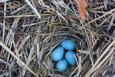 All About Us: Little blue eggs