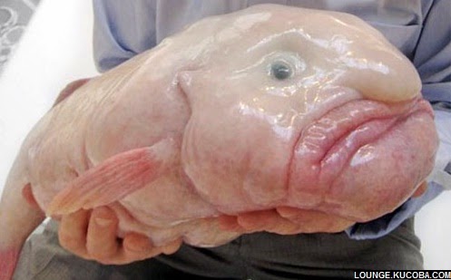 Blobfish hewan hewan aneh, Blobfish