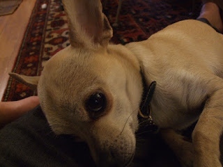 cute small Chihuahua Dog
