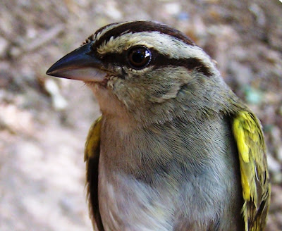 birdwatching Nicaragua