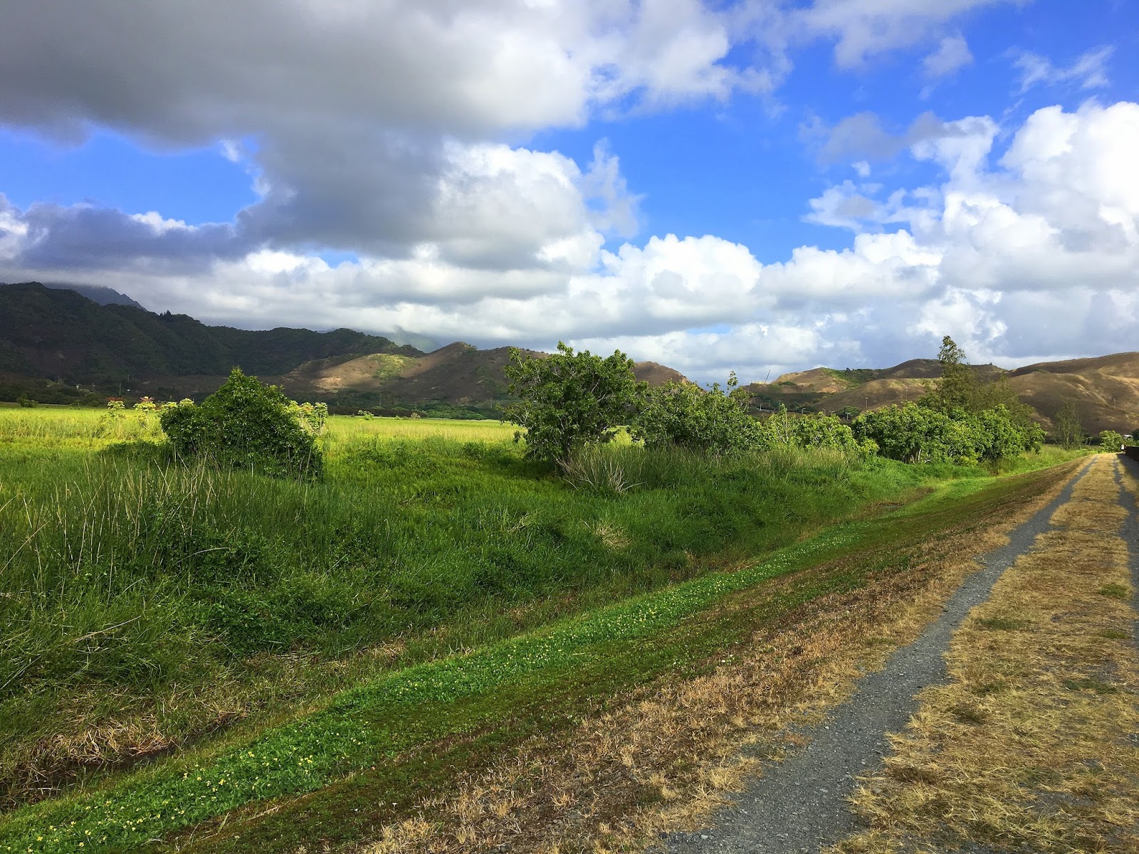 Aloha from Hawaii: A walk through Kawainui Marsh Trail: Wetland of