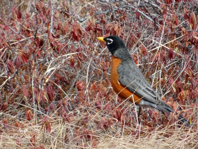 Newfoundland Bird Photographer