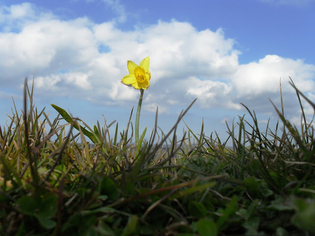One lone daffodil