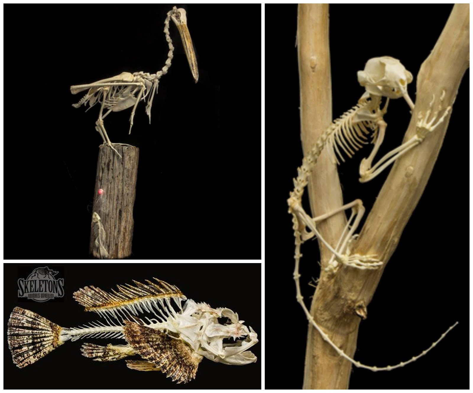 Unveiling Skeletons - Animals Unveilied at I-Drive 360