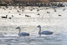 Swan｜犀川・御宝田