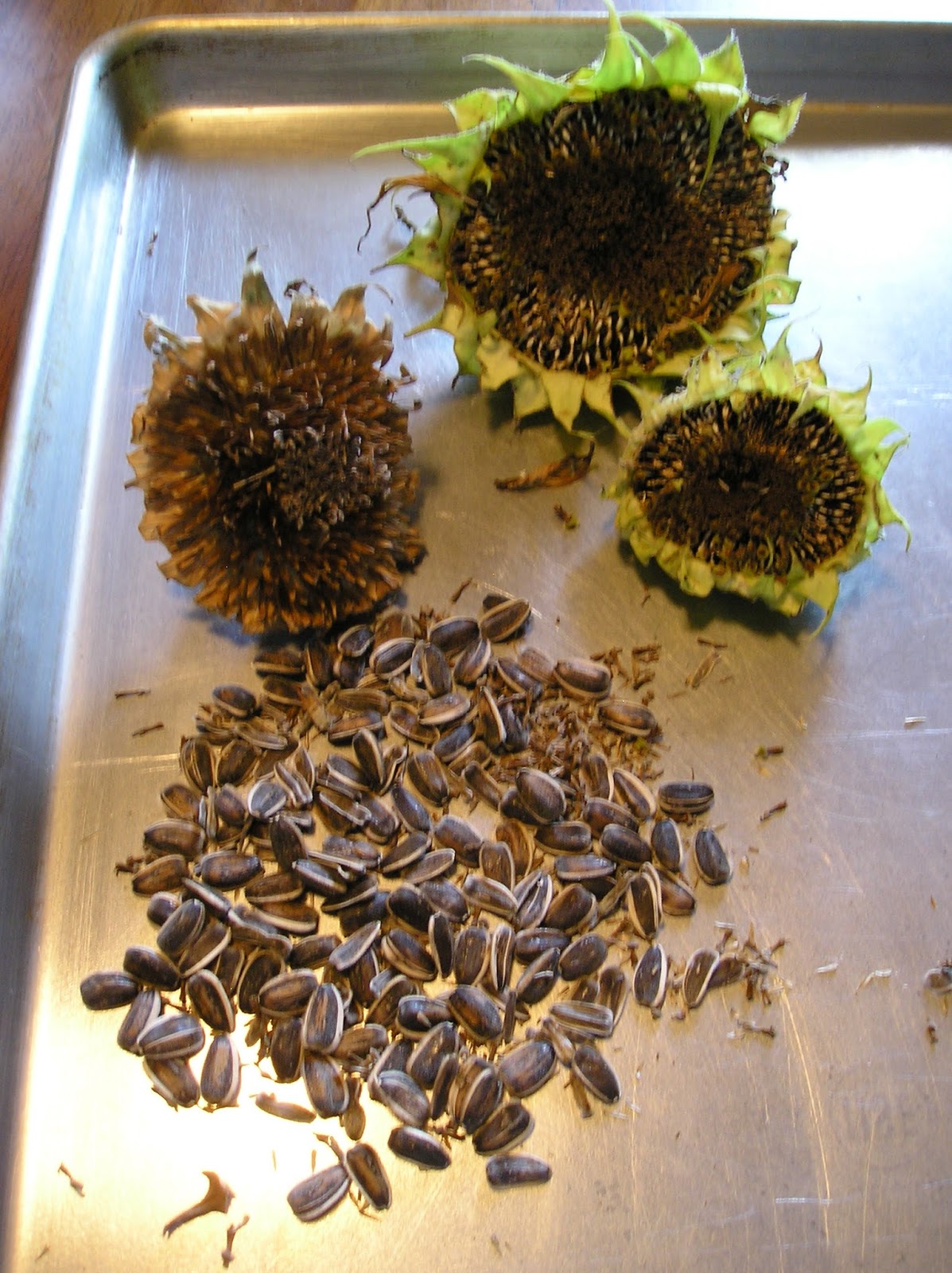 Thoughts from Frank and Fern: Harvesting Sunflower Seeds