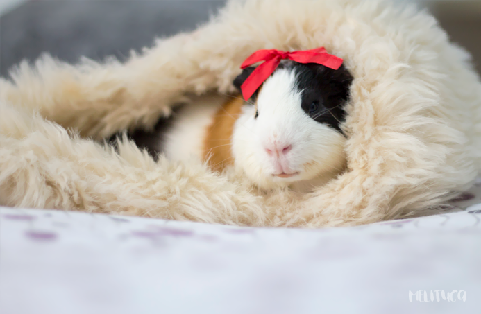 hora siesta kevin cobaya fotografía