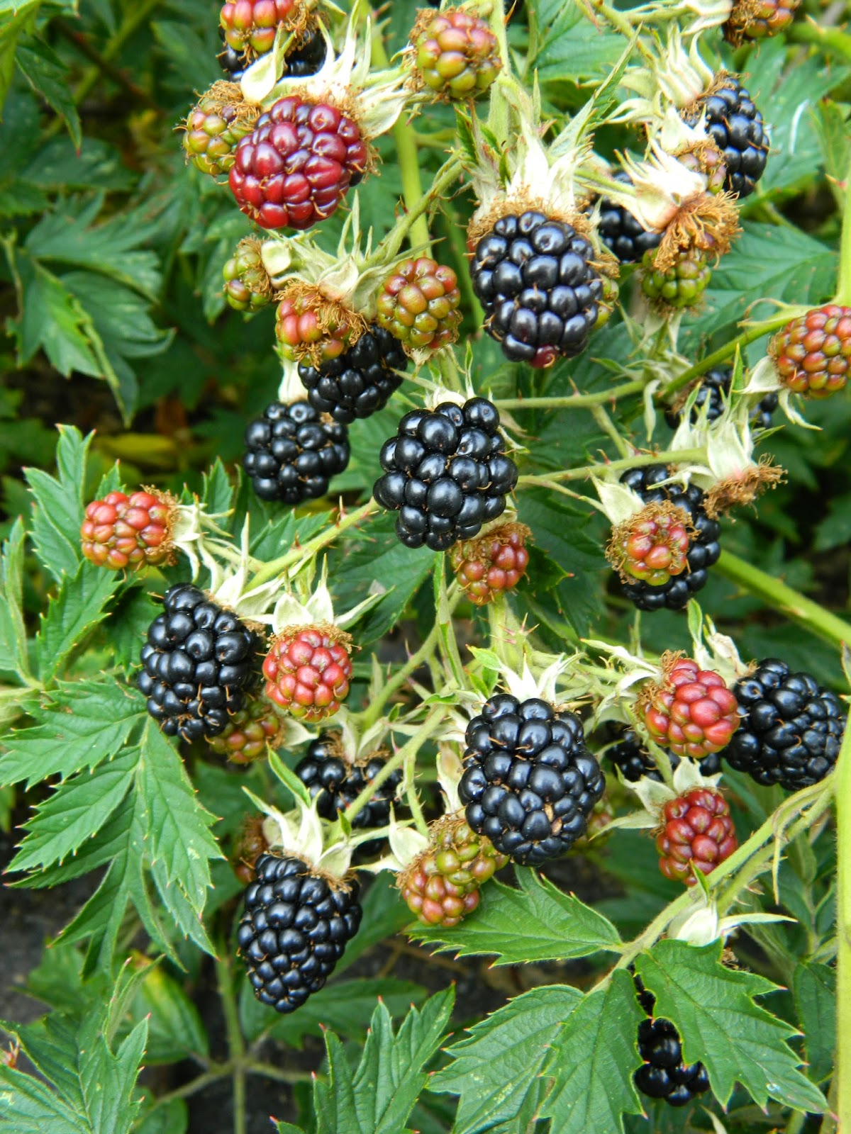 Dancing 'Cross the Country Oregon Blackberries