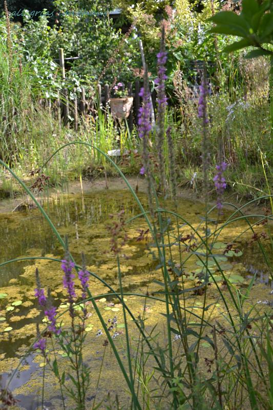 Blühendes vom Gewässerrand Allegrias Landhaus