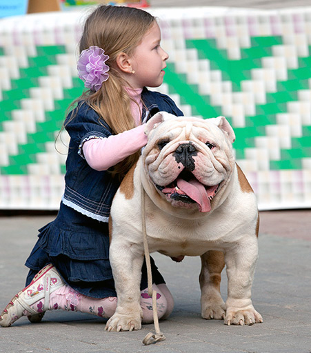 Английский бульдог