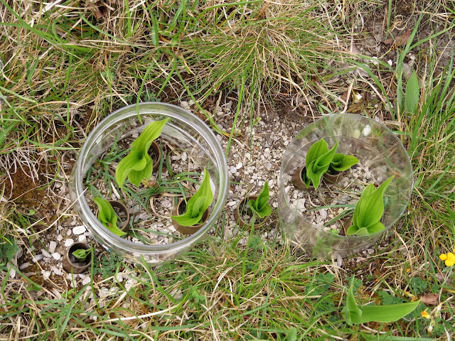 Lady's Slipper Orchid seedlings - Gait Barrows, Cumbria