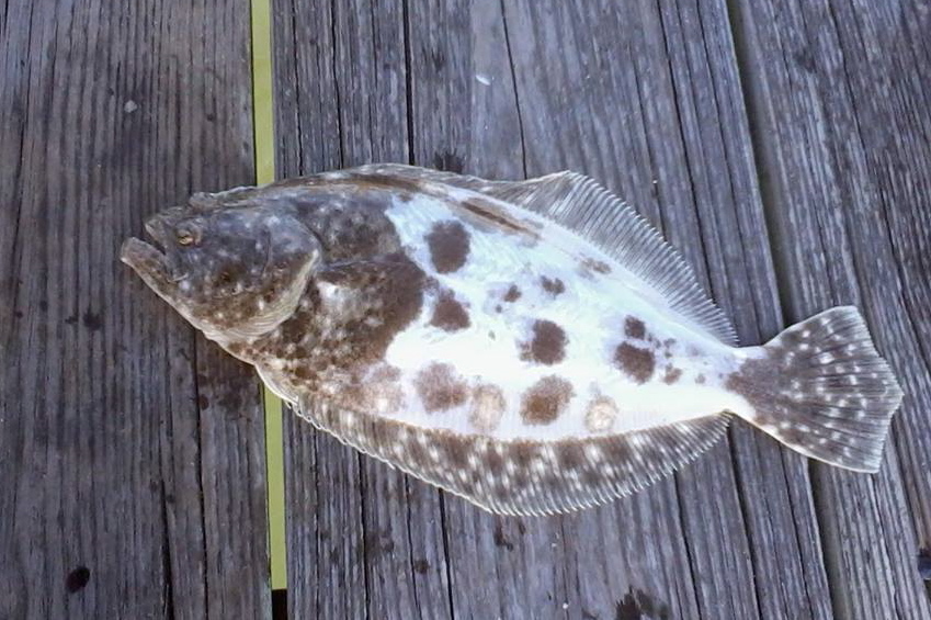 Lowcountry outdoors Lowcountry Saltwater Fishing Report 9/3/2013