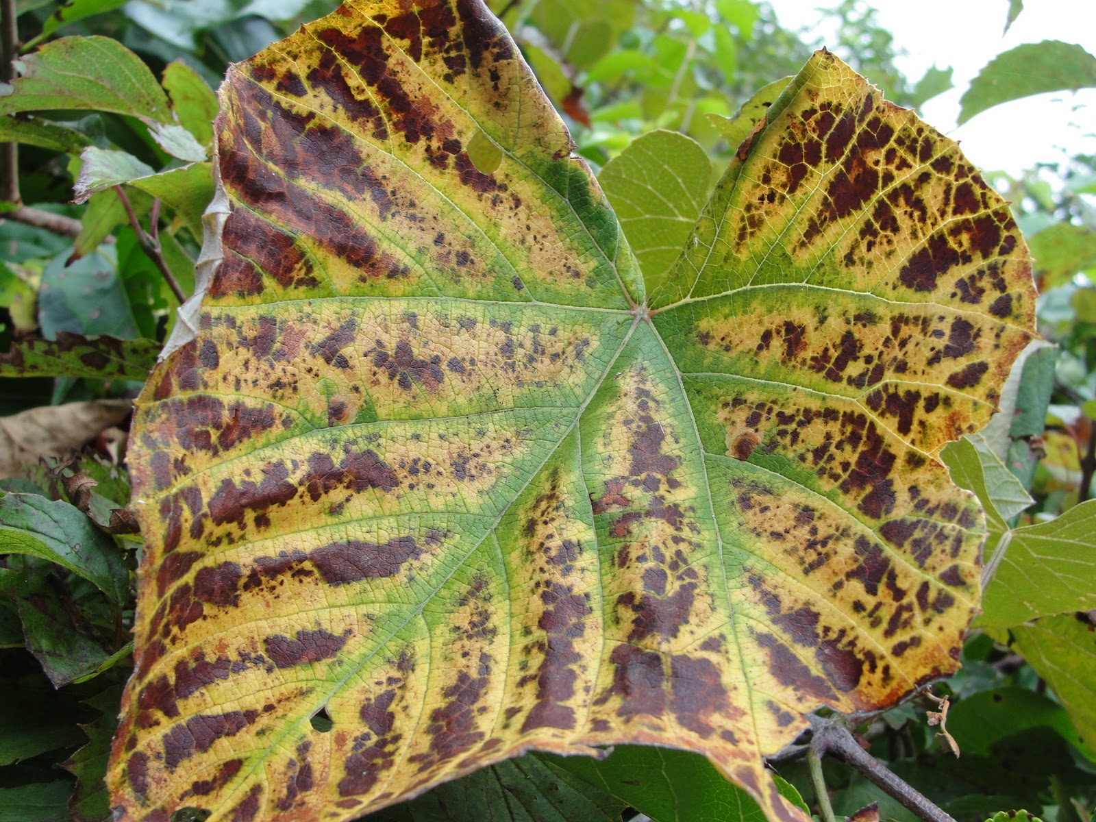 cape cod in fall | Mary Richmond's Cape Cod Art and Nature