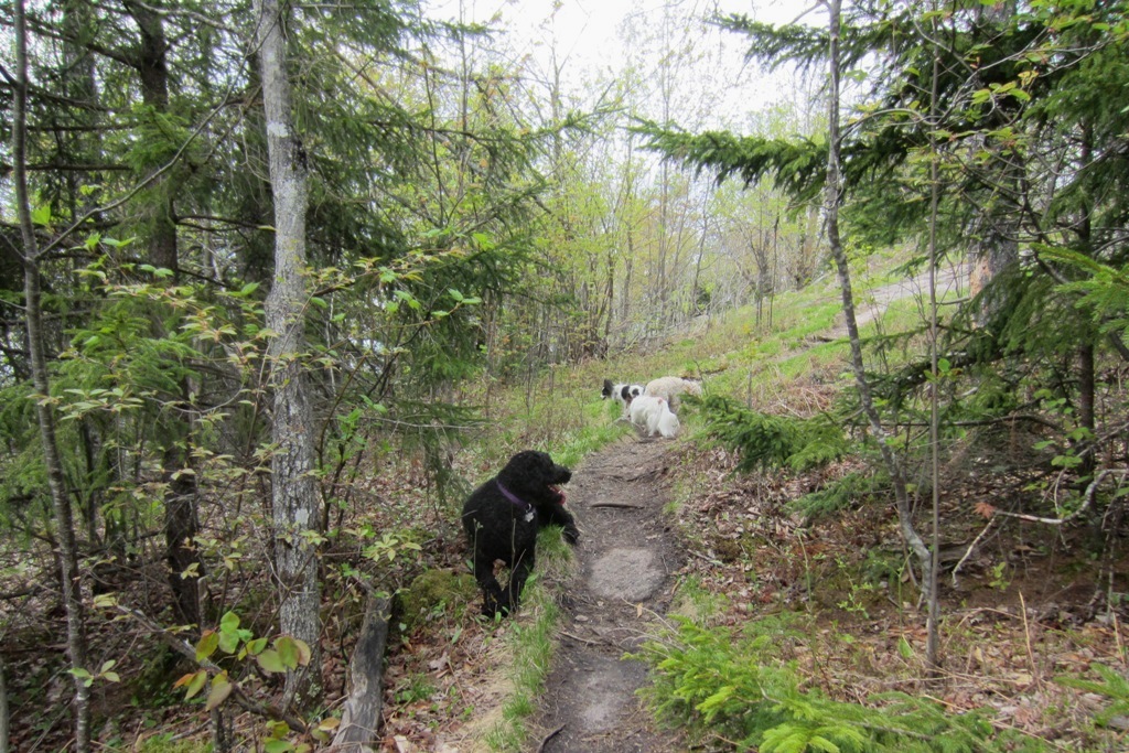 Windswept Adventure Part 3, Coney Mountain In The Horseshoe Lake Wild
