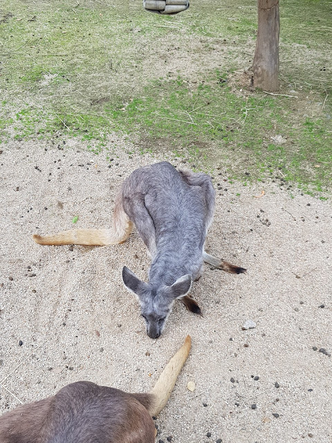 어린이대공원 동물견문록(2)