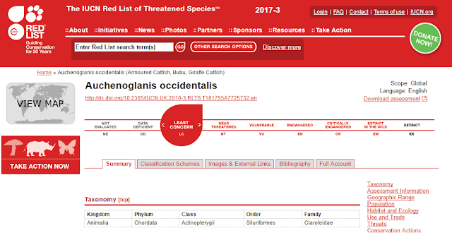 Catatan khusus Giraffe Catfish 