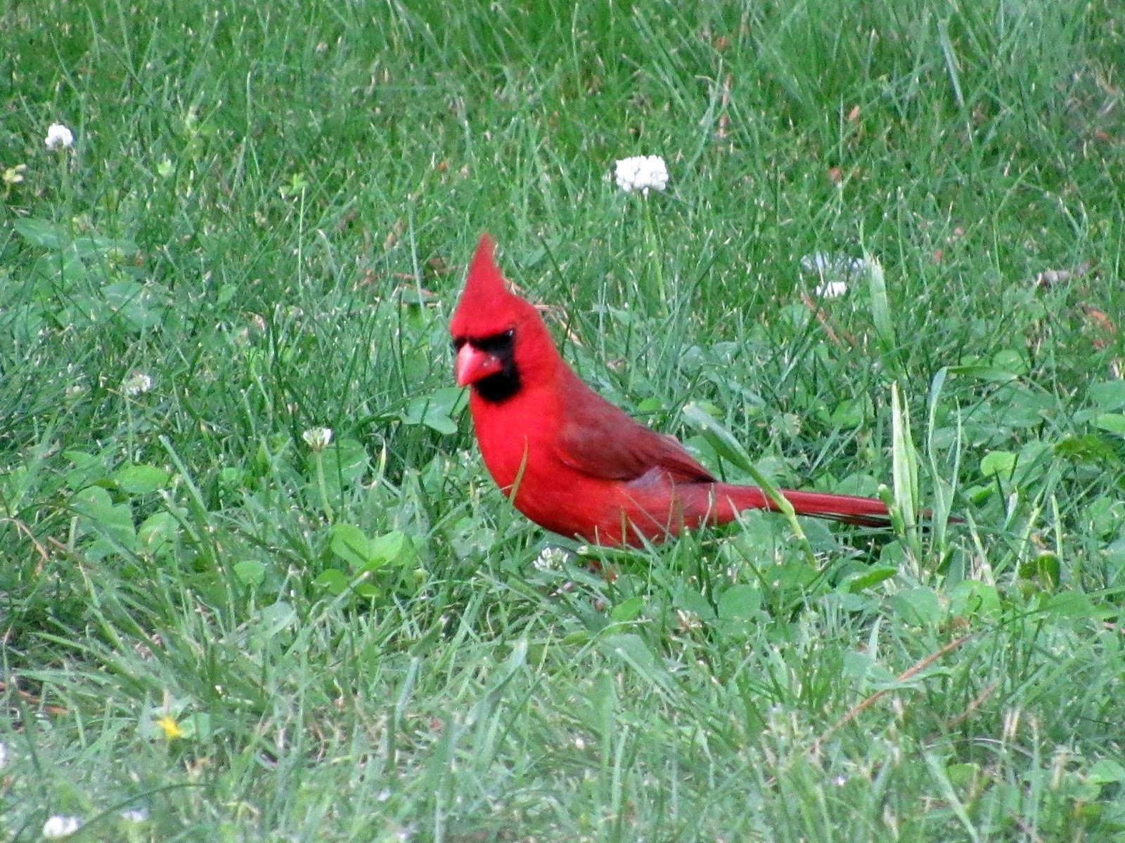 Living Life On Main Street Red Bird In My Yard