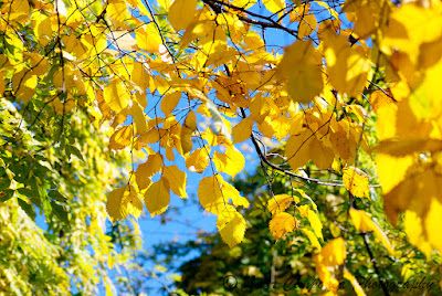 Toamna-Autumn-Herbst-Otoño-Toamna-Φθινόπωρο-Ősz