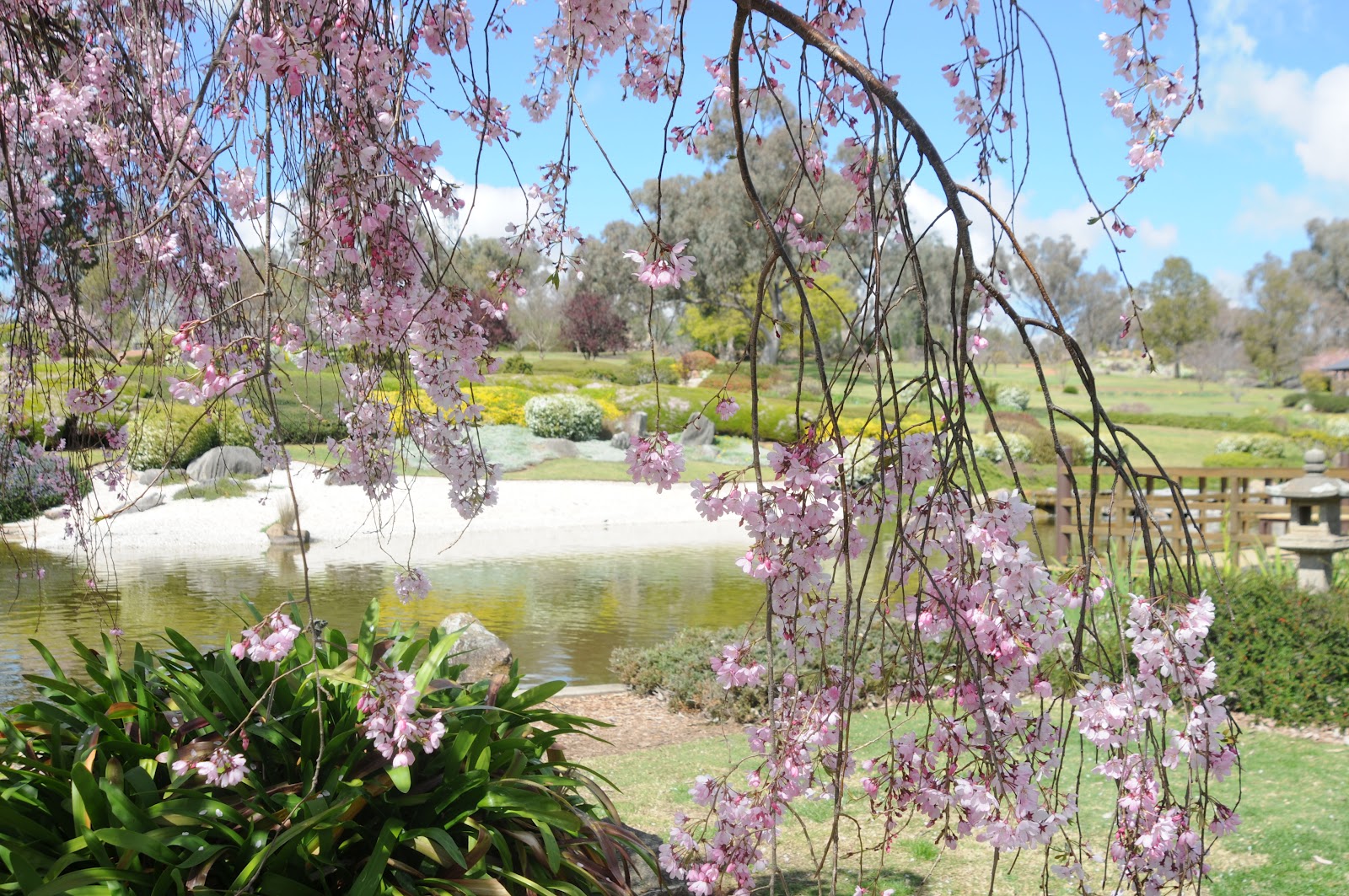 Where in the World are Robert and Cherryl? Cherry Blossoms at Cowra