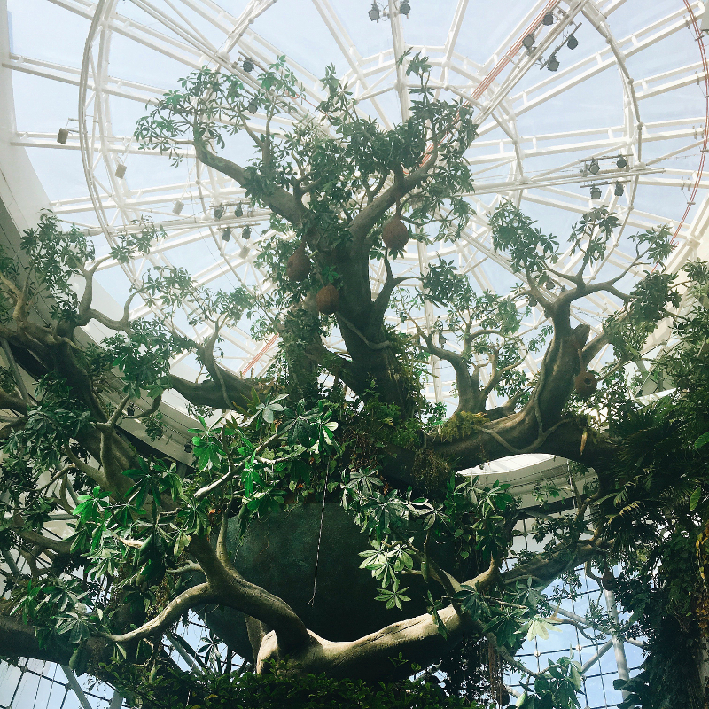 Green Indoor Rainforest Dubai Guide Our Dubai Life