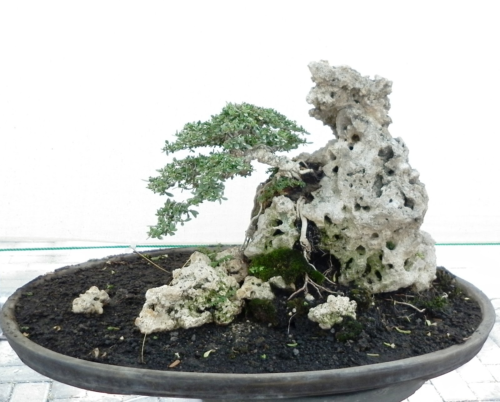 Gambar ilustrasi bonsai wacik batang melilit batu dalam inspirasi dari alam: menyatu dengan bonsai wacik batang melilit batu dalam desain ruang
