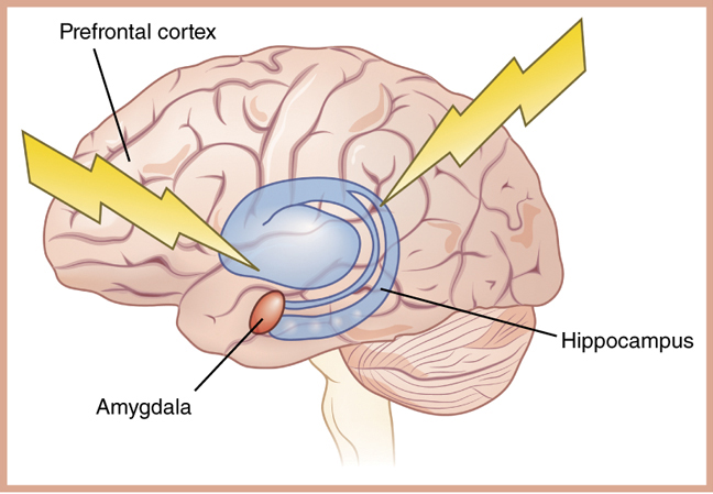Картинки по запросу amygdala hippocampus trauma