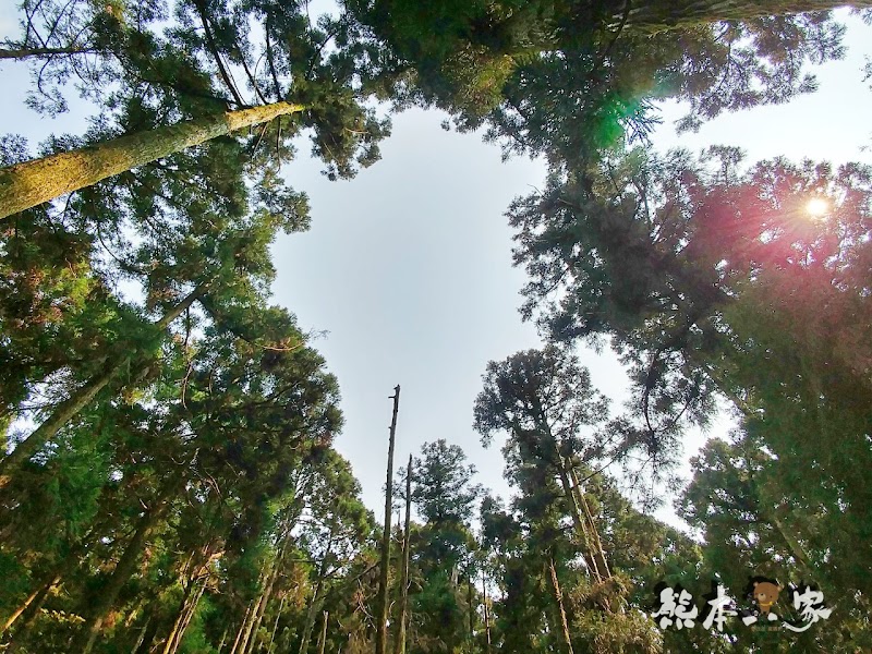 竹子湖黑森林(小溪頭)|陽明山婚紗熱門拍攝景點|仿如童話森林場景