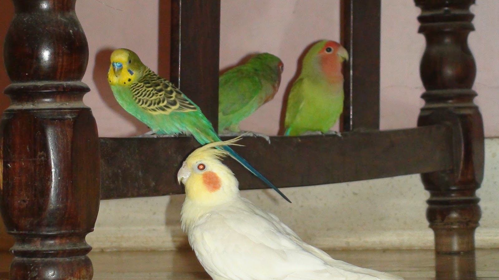 My Birds