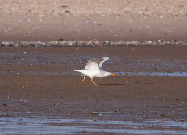 American Herring Gull - Plumb Beach, New York