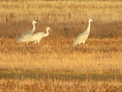 Llano Seco Wildlife Area