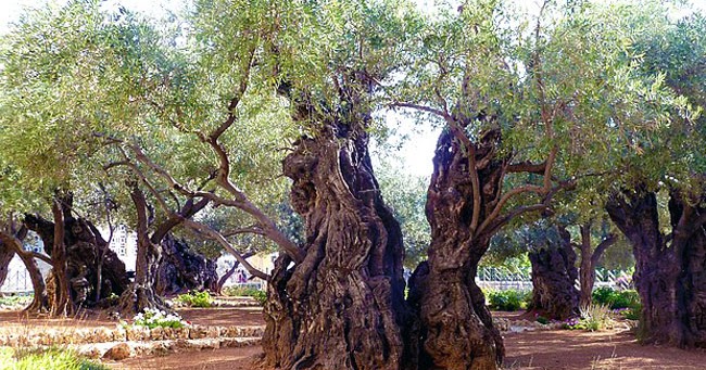 Amiciinallegria La leggenda degli ulivi