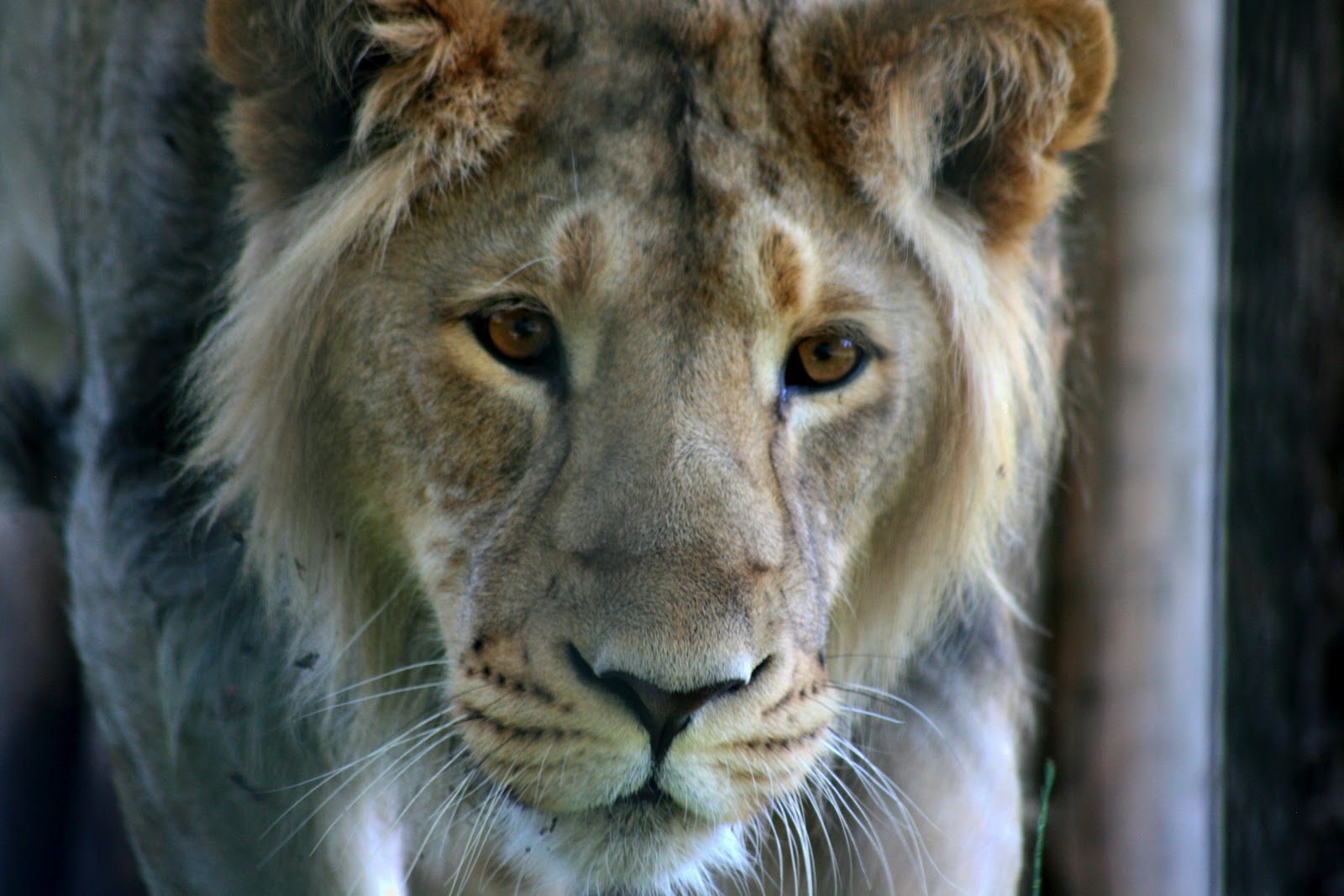 Asiatic Lion Panthera Leo Persica Also Known As Indian Lion