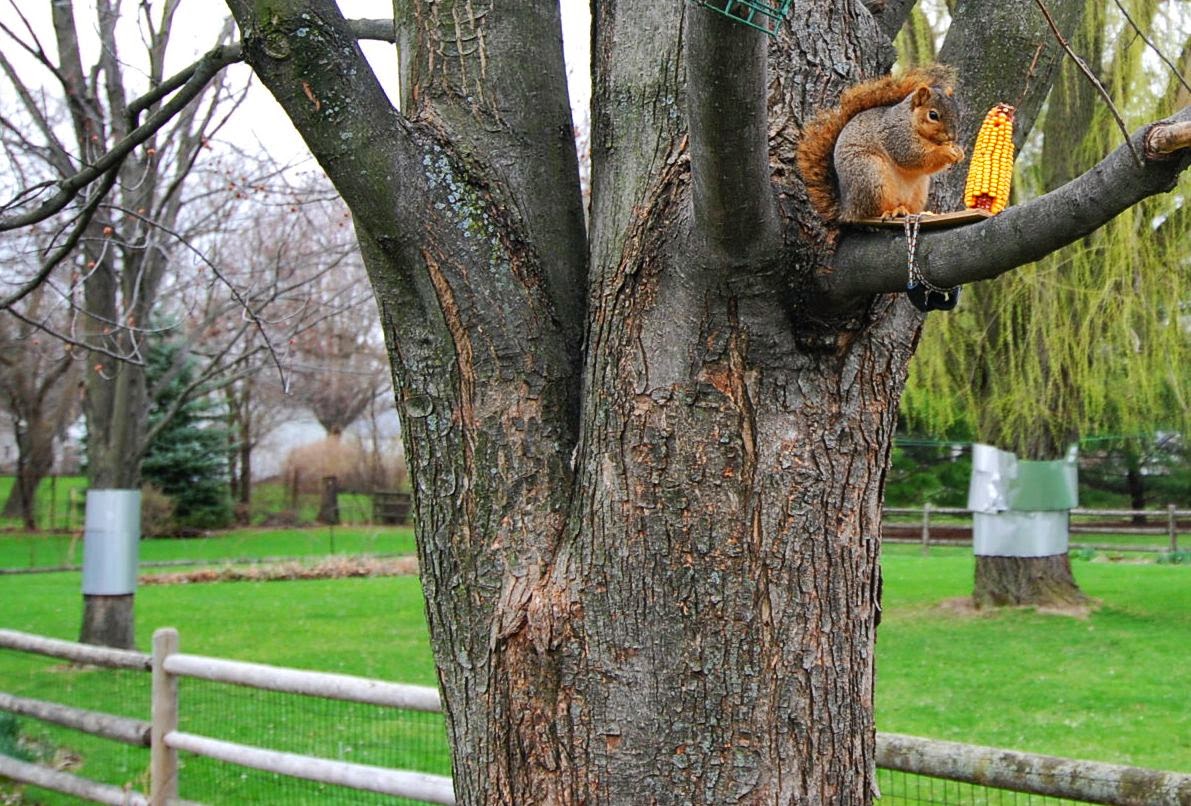 Zoo and Aquarium Design Successfully concealed tree collar at the