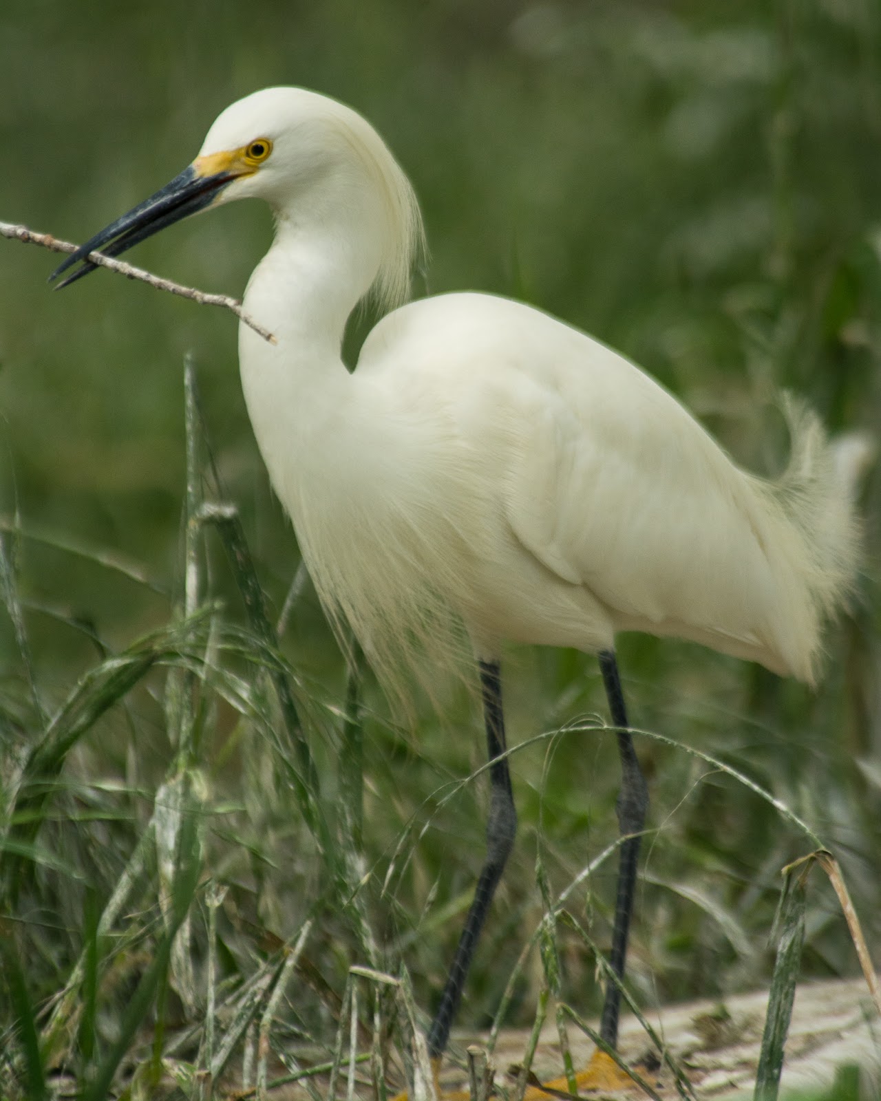 A Tree Falling: UT Southwestern Medical Center Rookery: April 2016