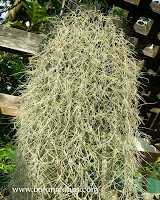 Tillandsia usneoides