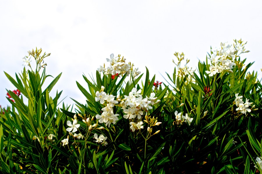 BLOG MODE HOMME PREPPY DANDY CONSEIL STYLE PARIS ELEGANCE TENDANCE JEUNE BLOG MODE HOMME PREPPY DANDY CONSEIL STYLE PARIS ELEGANCE TENDANCE JEUNE