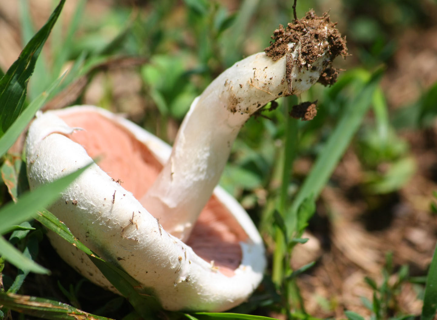 66 Square Feet (Plus) Meadow mushrooms!