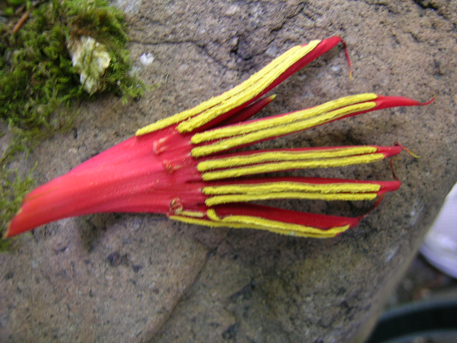 MyPhotoPics Chiranthodendron pentadactylon