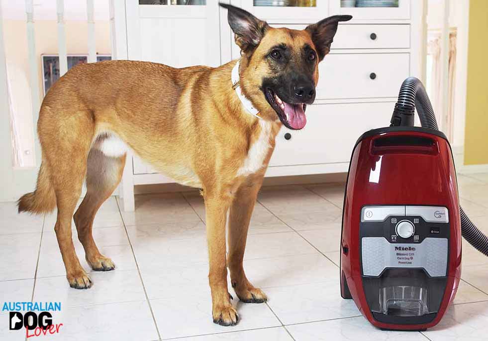 Miele Cx Cat And Dog Review Miele Cx Cat And Dog Review