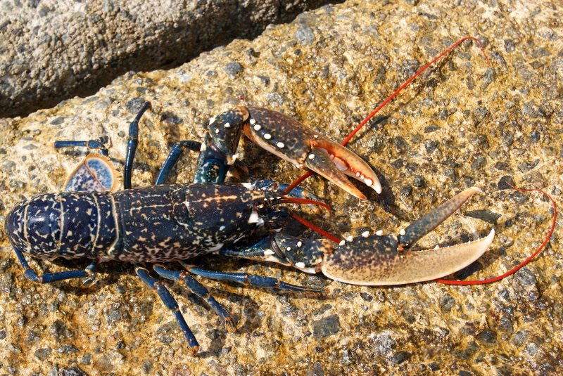 andere-waterdieren-echte-zeekreeften