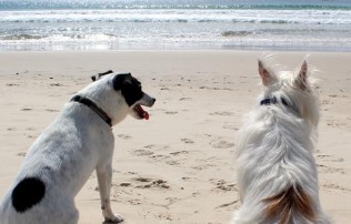 Viajar con tu mascota