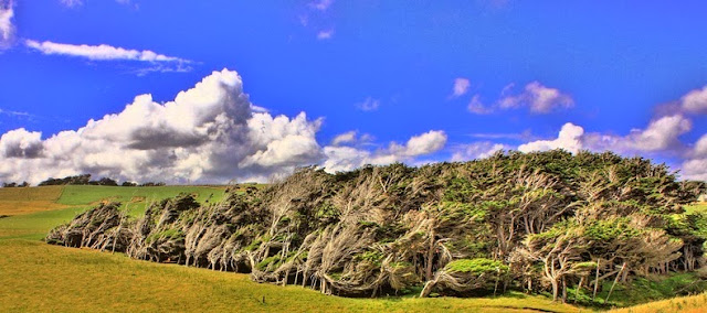 árboles despeinados Slope Point Nueva Zelanda