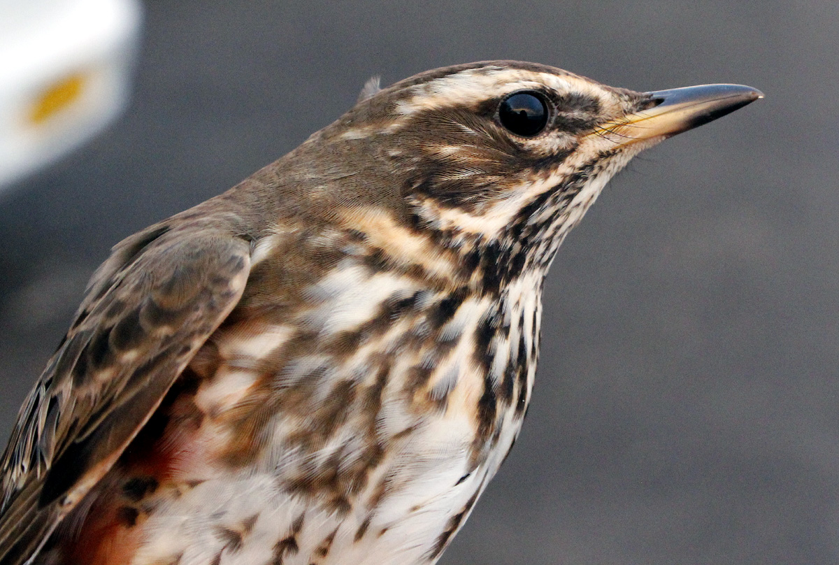 Another Bird Blog: Thrush Rush