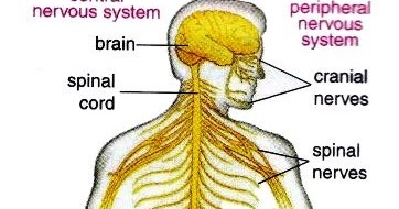 Pns Nervous System - Peripheral Nervous System Pns New Science Biology